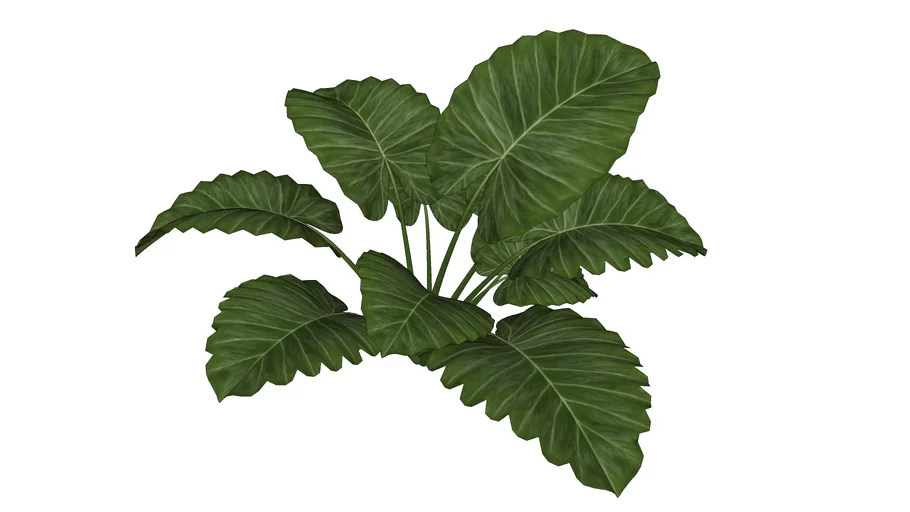 Philodendron undulatum Filodendro ondulato - Model - 3D Warehouse