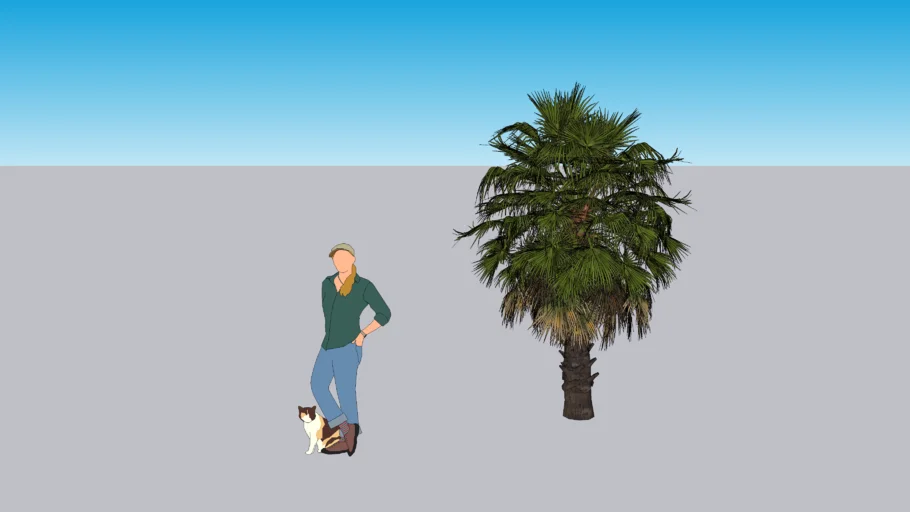 palmera