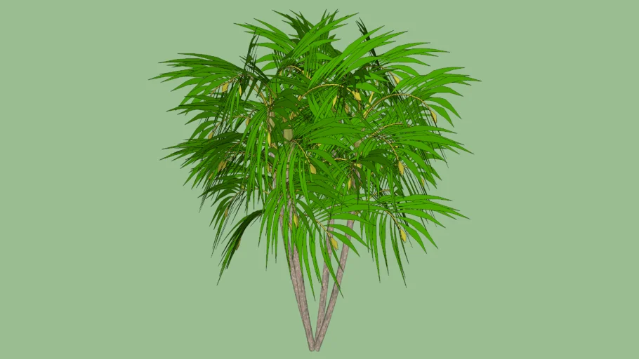 ARECA BAMBU