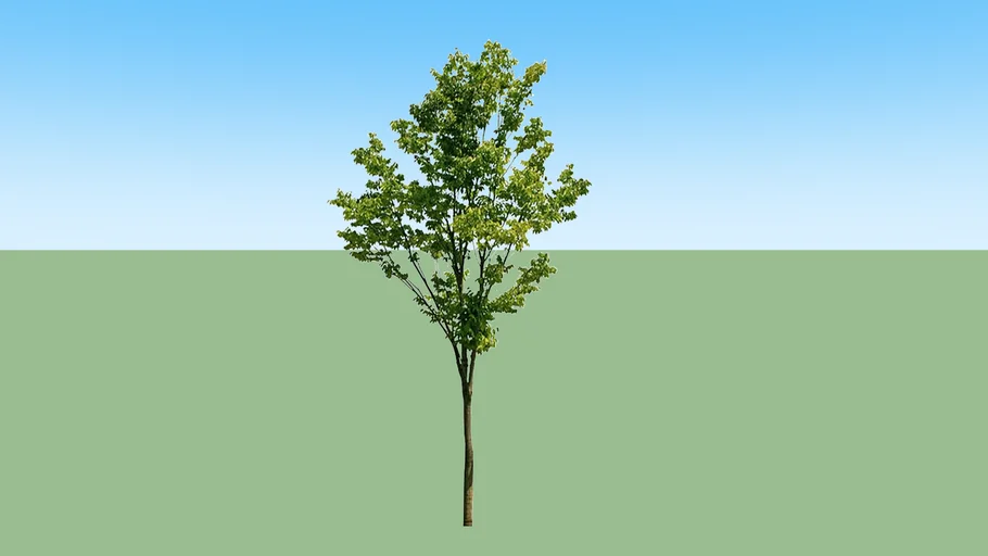 Pohon 1
