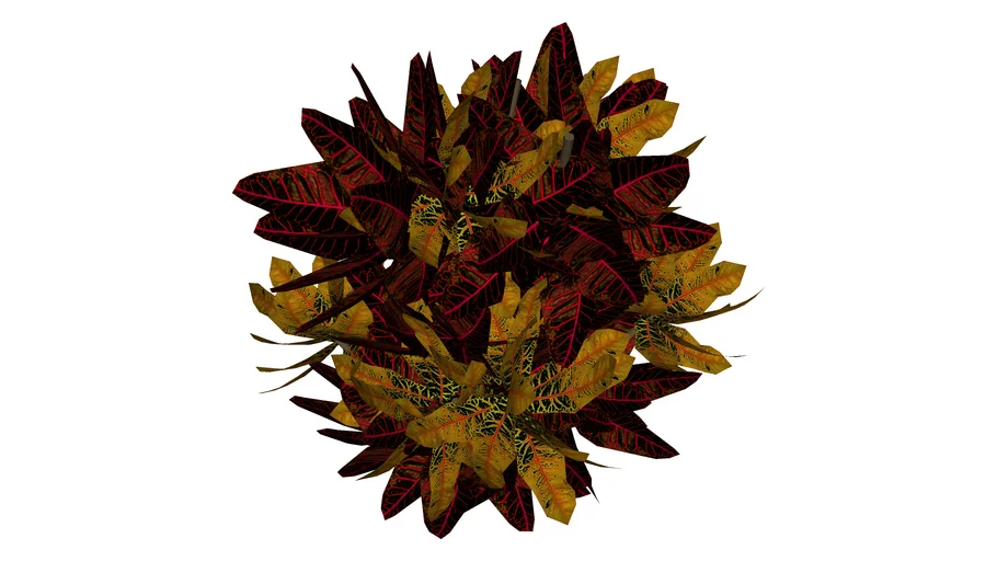 Croton