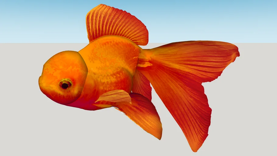 Pez Cabeza de León Naranja (Carassius Gibelio Auratus)