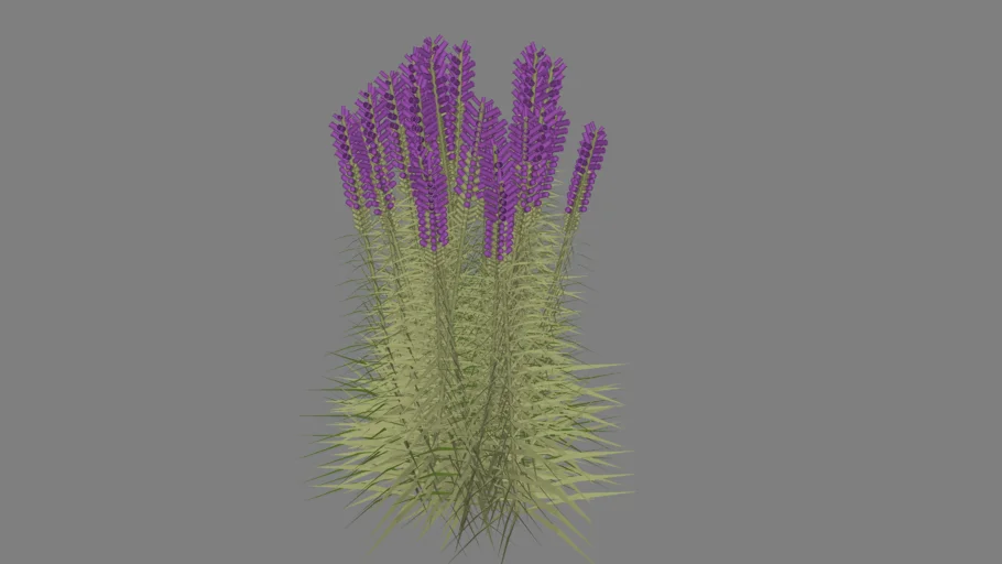 blazing star