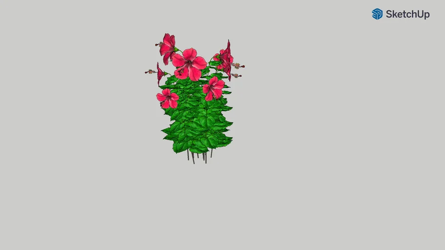 Hibiscus