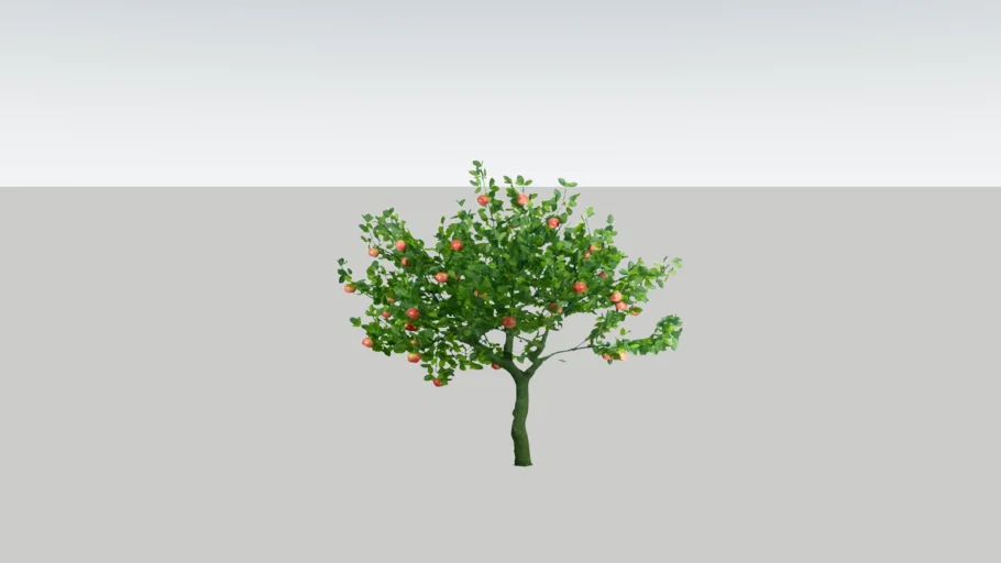 Pohon Apel  Apple Tree