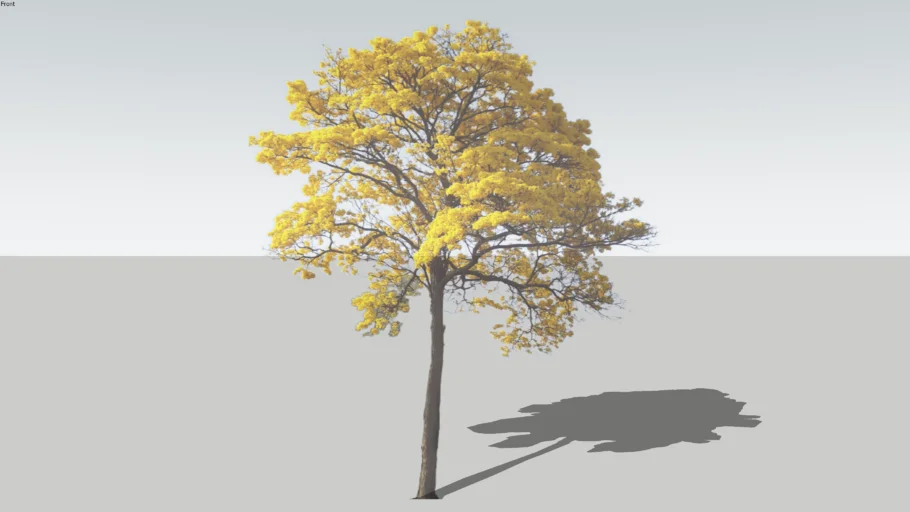 Guayacan amarillo