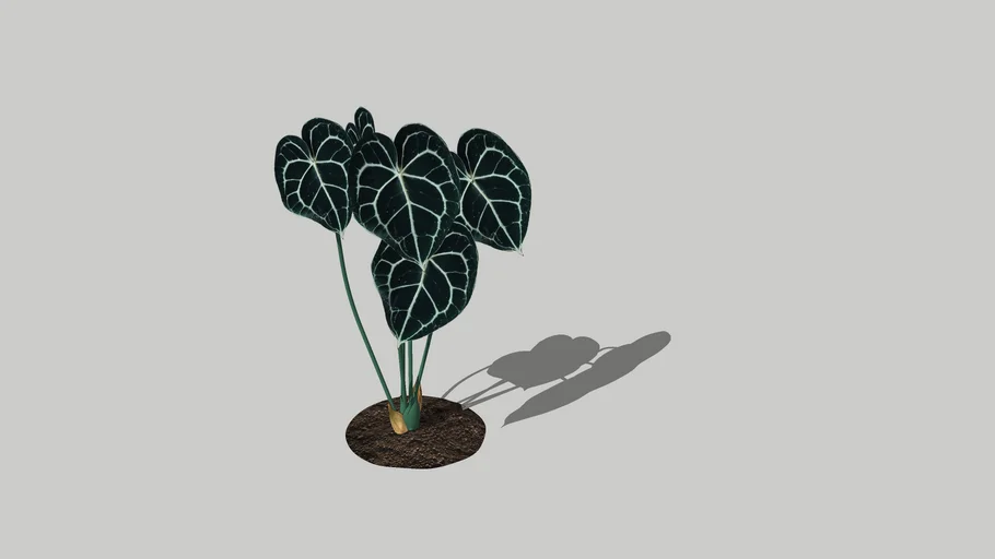 Anthurium clarinervium