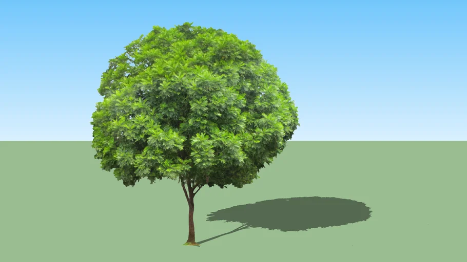 FILICIUM DECIPIENS + FERN TREE