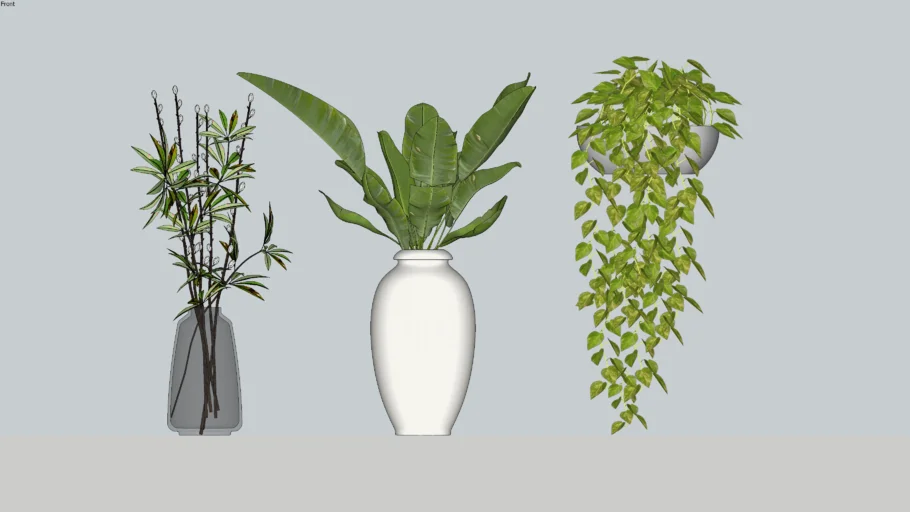Plantas decorativas