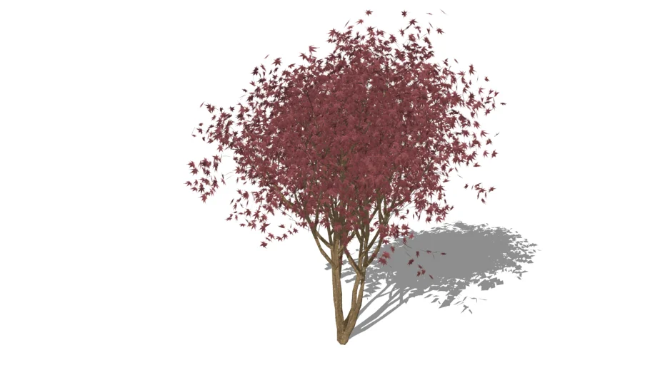 3D Landscape Plant - Japanese Bloodgood Maple Tree