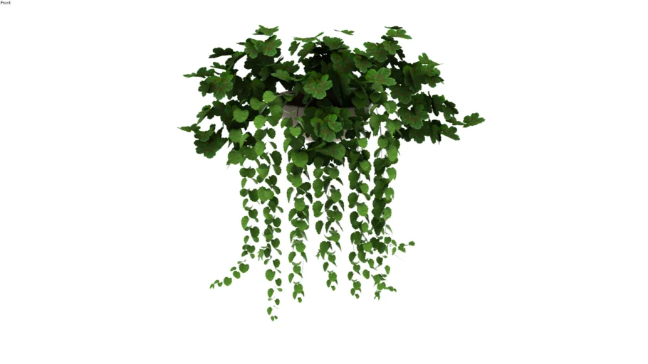 VINES (7).skp