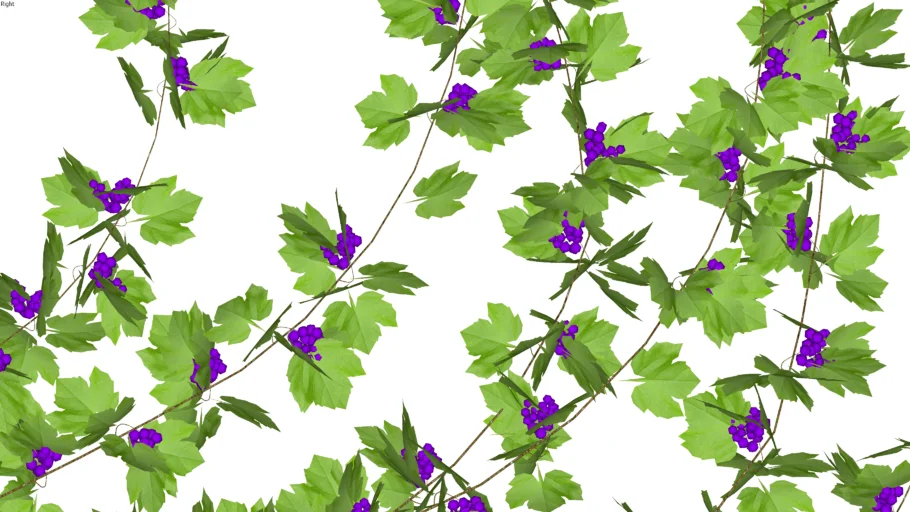grape vine 2