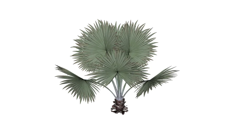 Bismarckia Nobilis