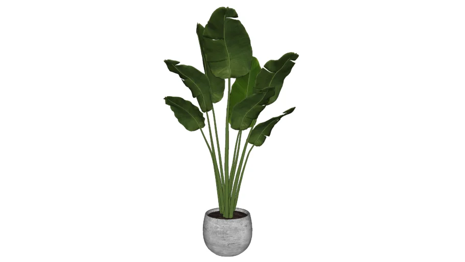 travellers palm