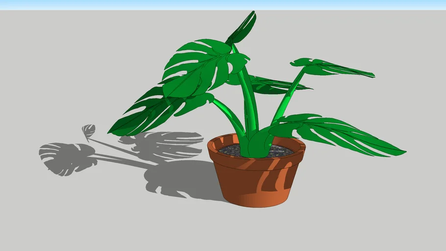 Planta Oreja de Elefante