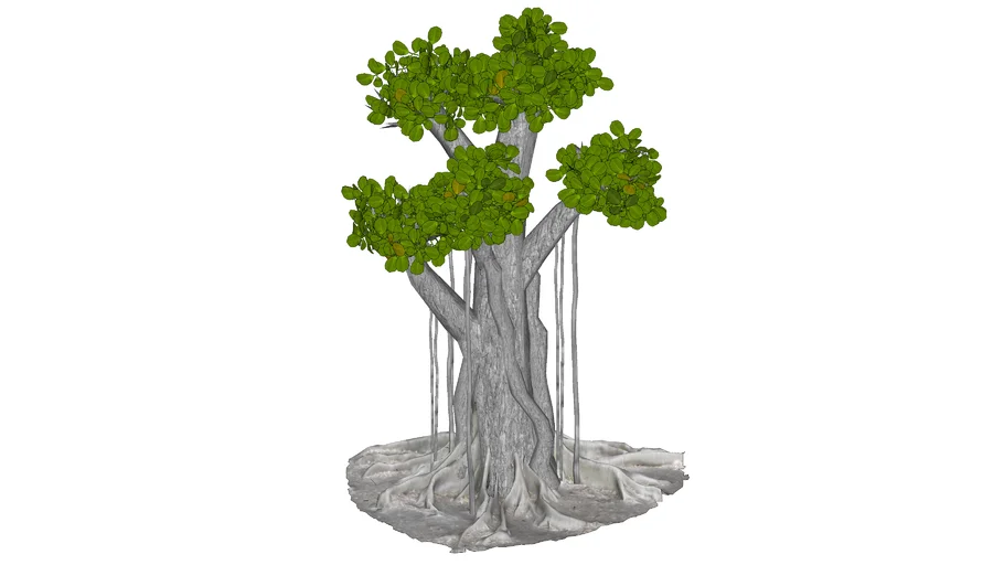 BRINGIN DOLAR BONSAI DOLAR FICUS MICROCARPA