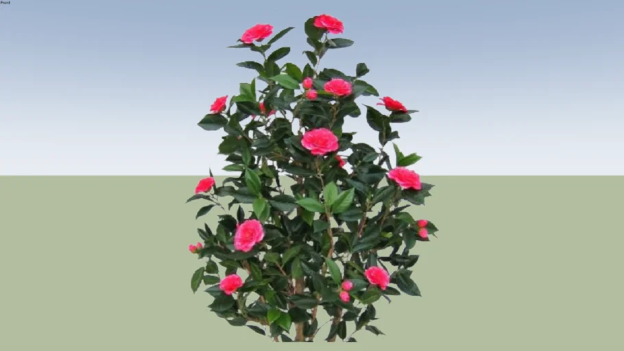 CAMELIA JAPONICA LARROSA