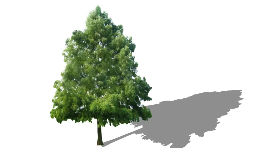 Bald Cypress - Taxodium distichum