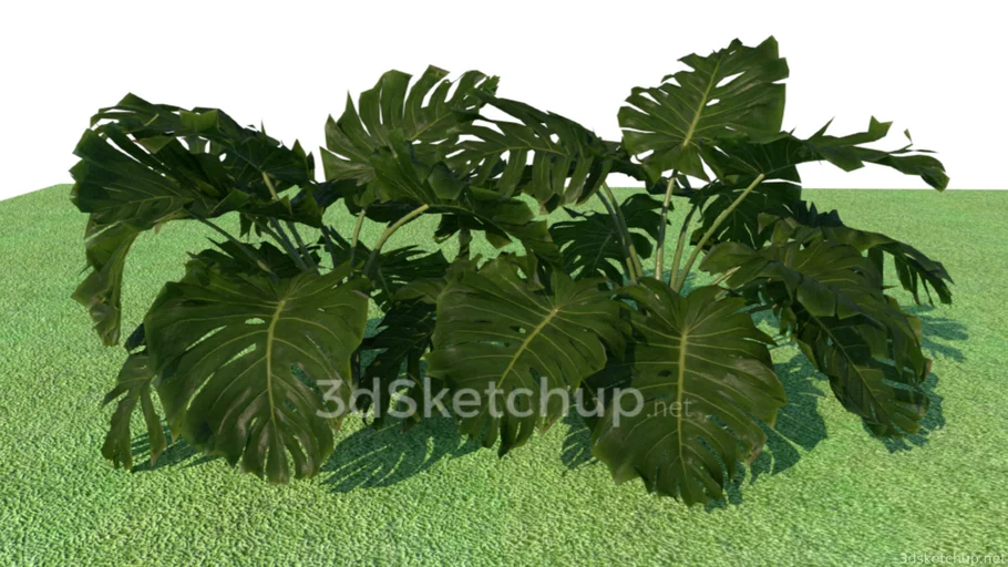 Monstera deliciosa plant 043097 | 3D Warehouse