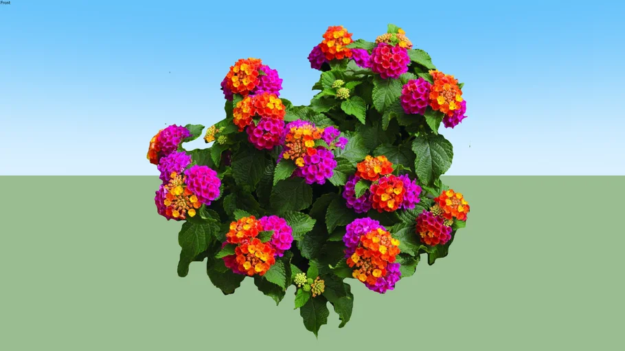 lantana colorida