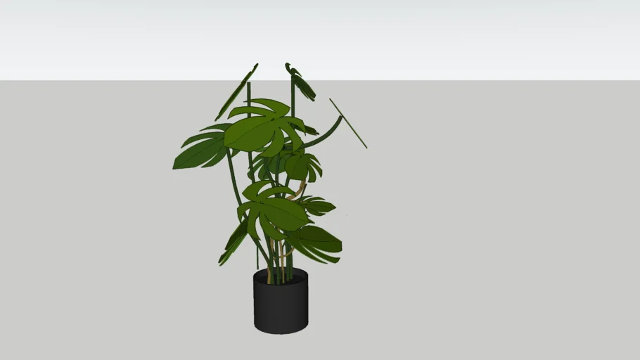 Philodendron Plant GHD