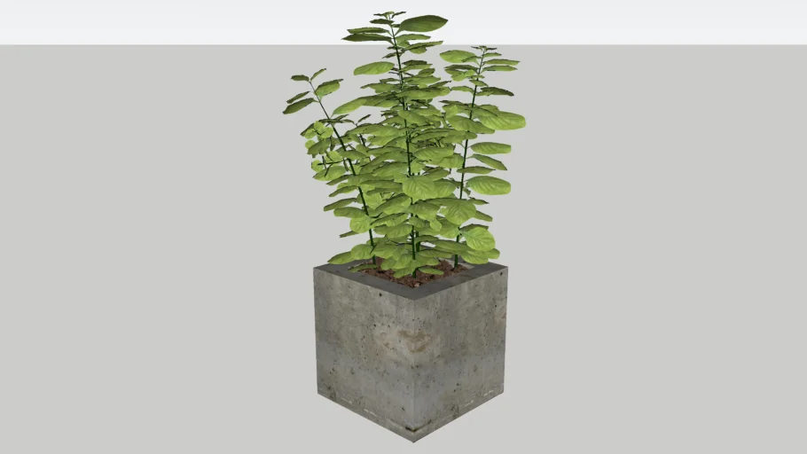 FOLHAGEM PLANTA - VASO CONCRETO