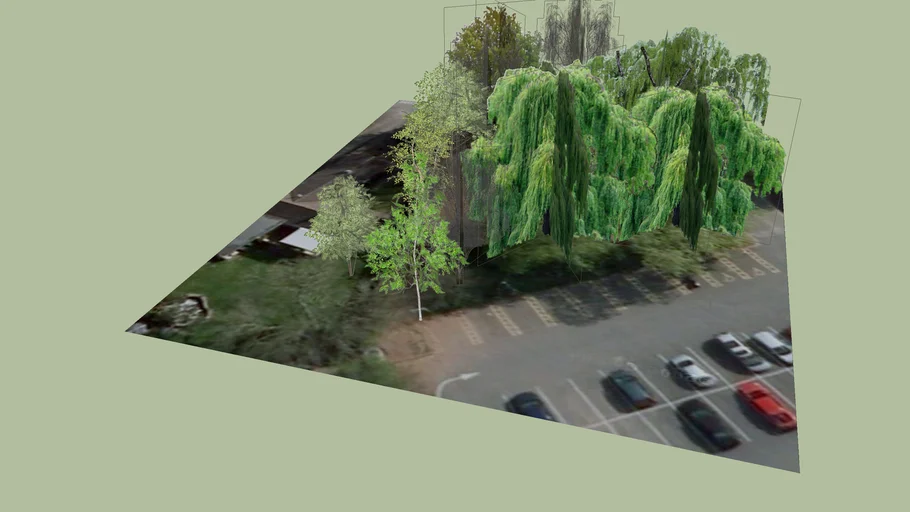 Trees on the embankment at Backwell LEisure Centre