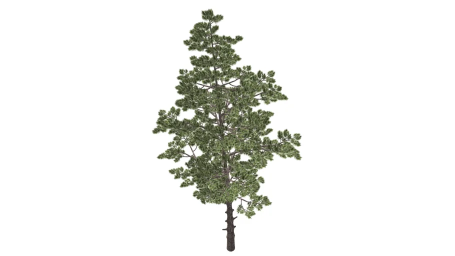 Realistic pine tree