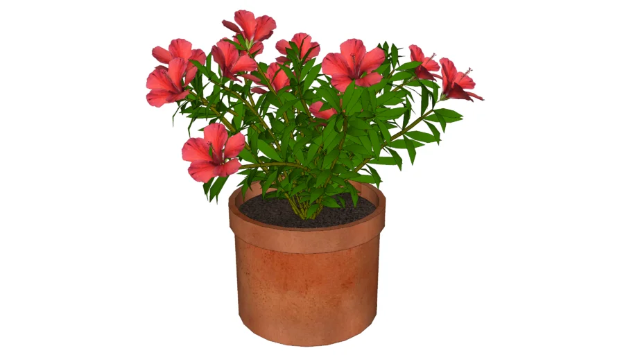 PLANTA AZALEIA EM VASO DE BARRO
