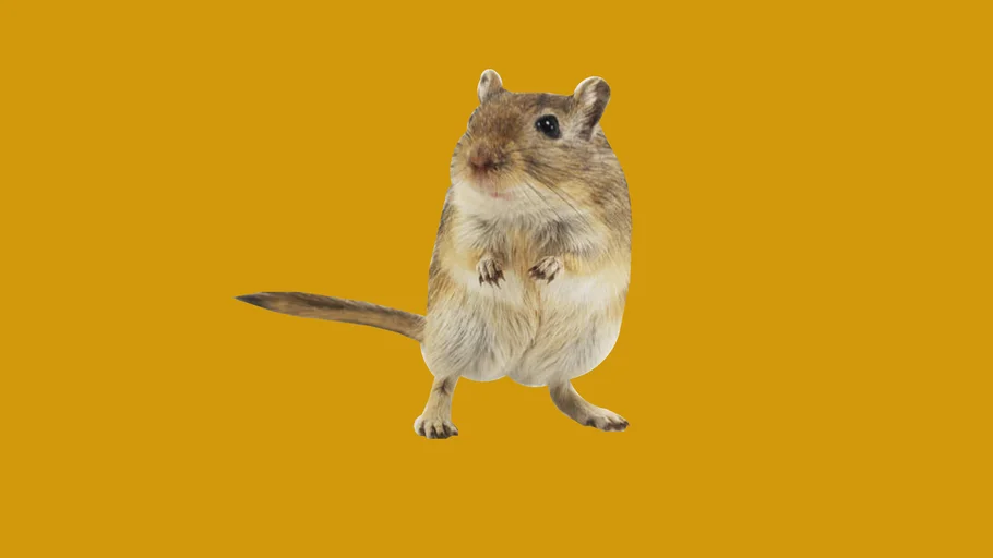 gerbil-mouse