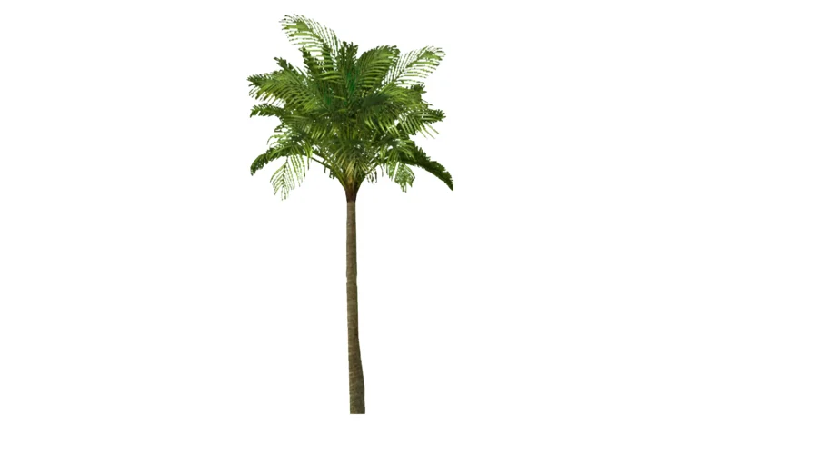 2d realistic face me palm tree