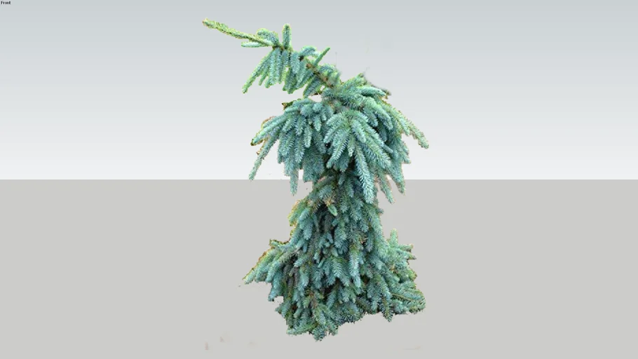 Baby Weeping Blue Spruce Tree