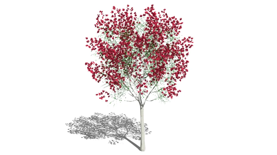 apple tree