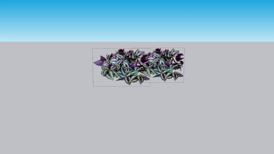 Tradescantia