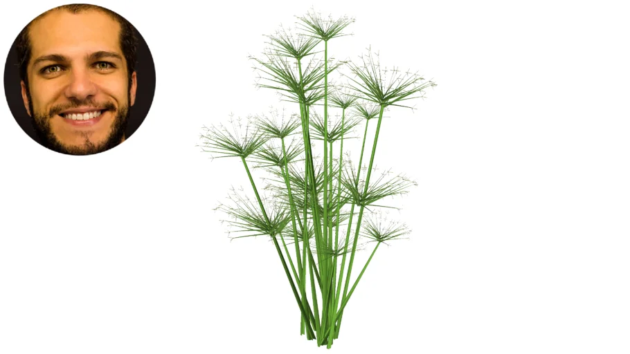 Cyperus prolifer Isoclaudus Papiro Papirus Papyrus Anão Mini (Aquática e Palustre)