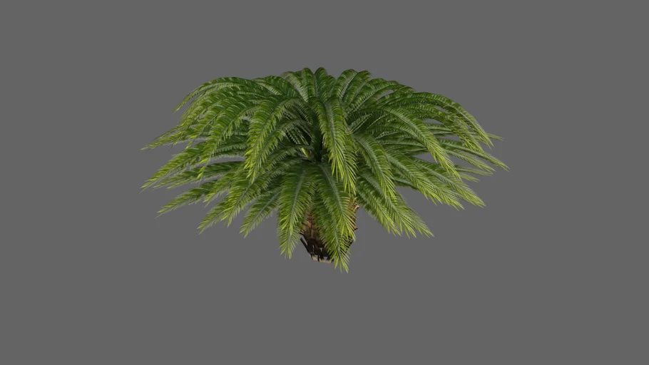CYCAS REVOLUTA