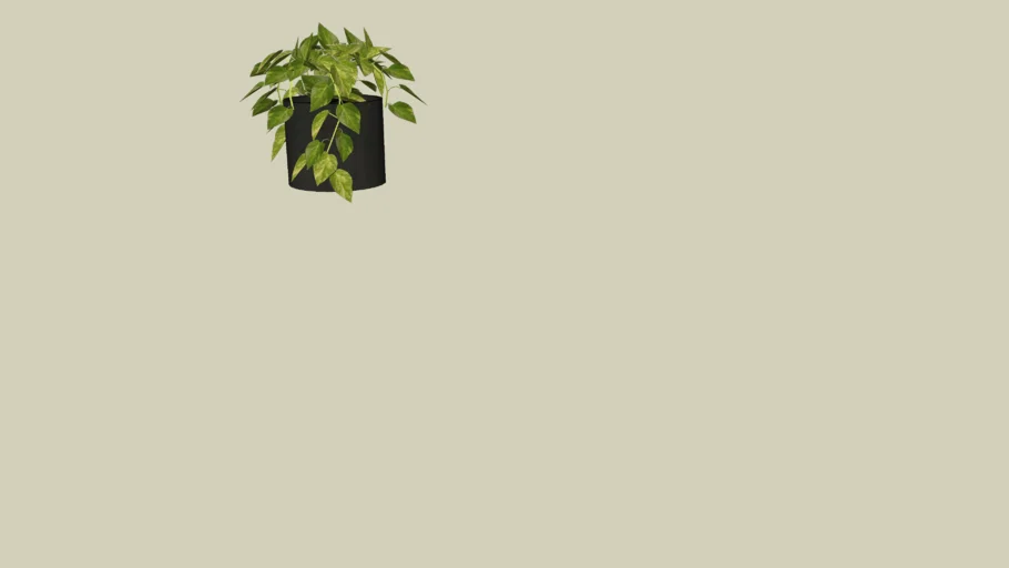 Pothos plant