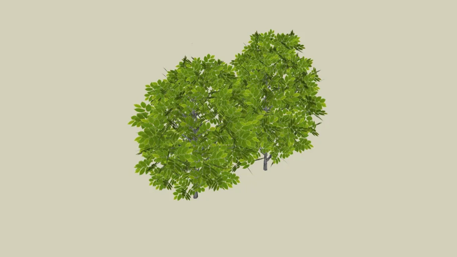Shrub