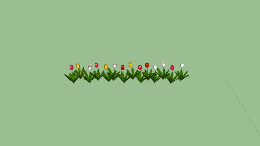 tulipanes darwin