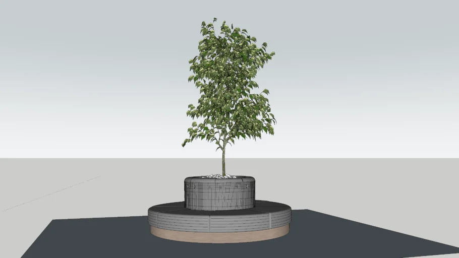 plant