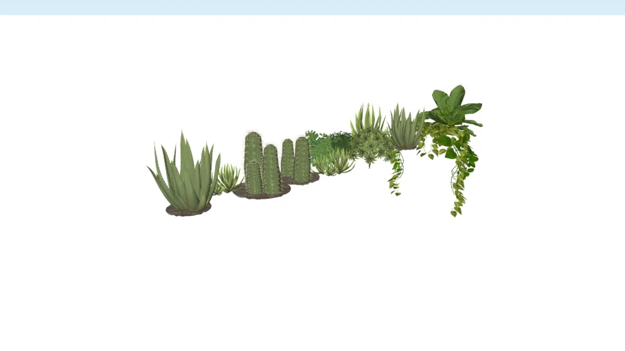 Cactus and Sculents