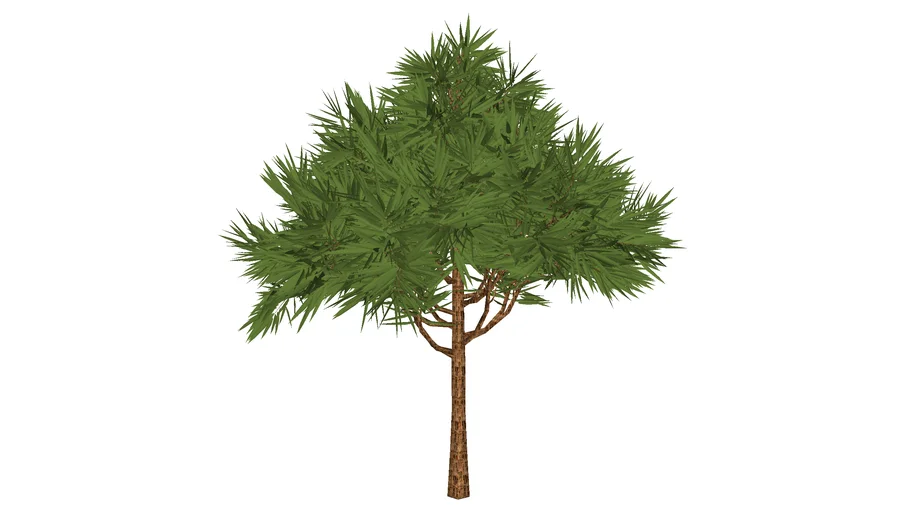 Pinus