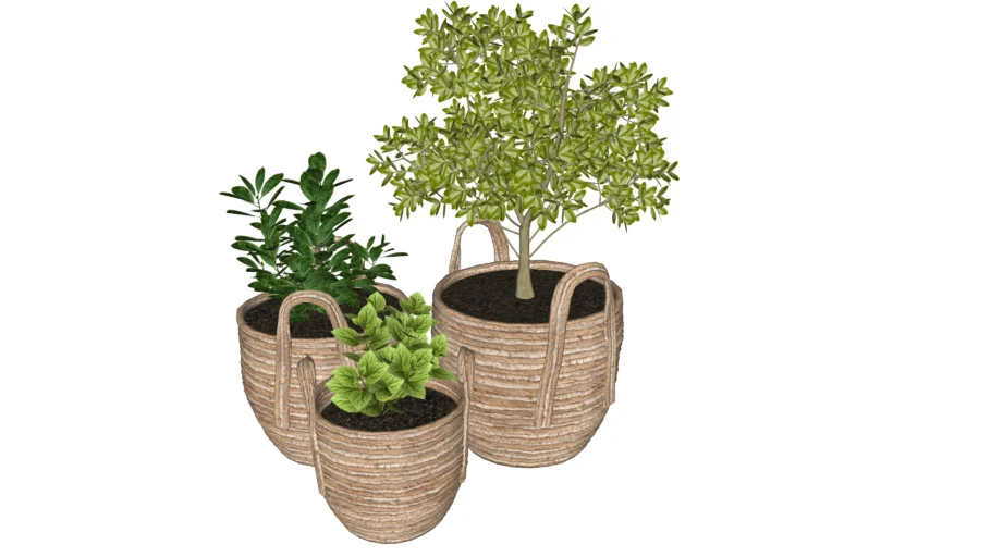 Plants
