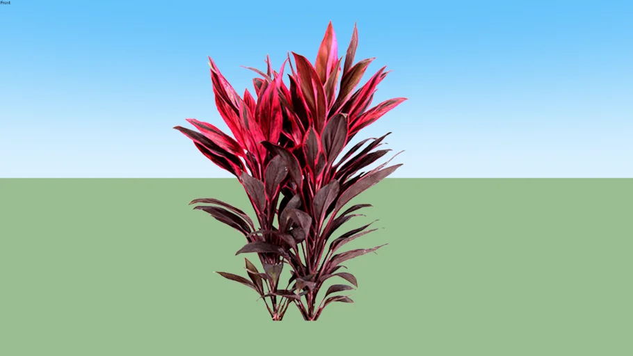 Andong Merah - Cordyline fruticosa