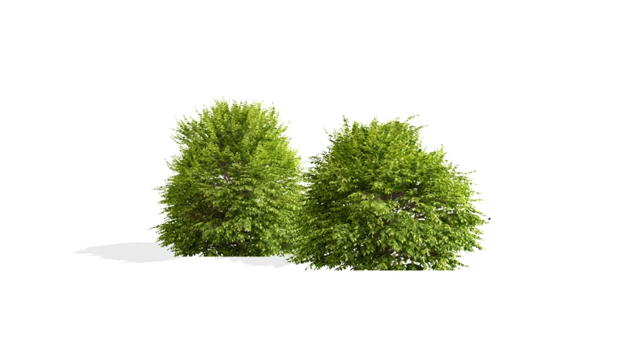 Hedge Shrubs