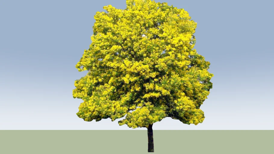 Acacia dealbata