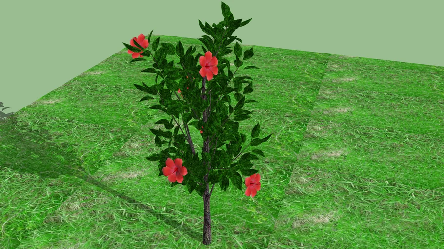 Hibiscus Blossum Plant((Hibiscus rosa-sinensis)(AutoCAD & Revit - Temporary Job; Users)