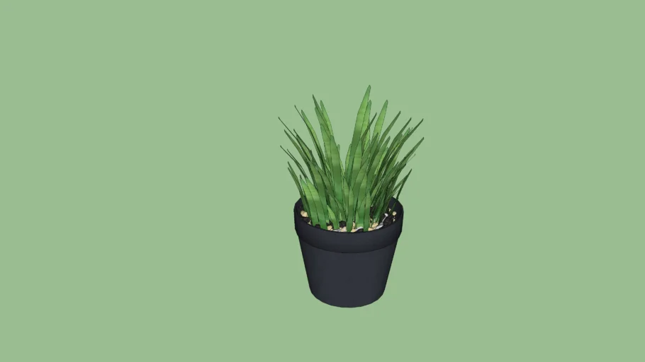 Desk Plant