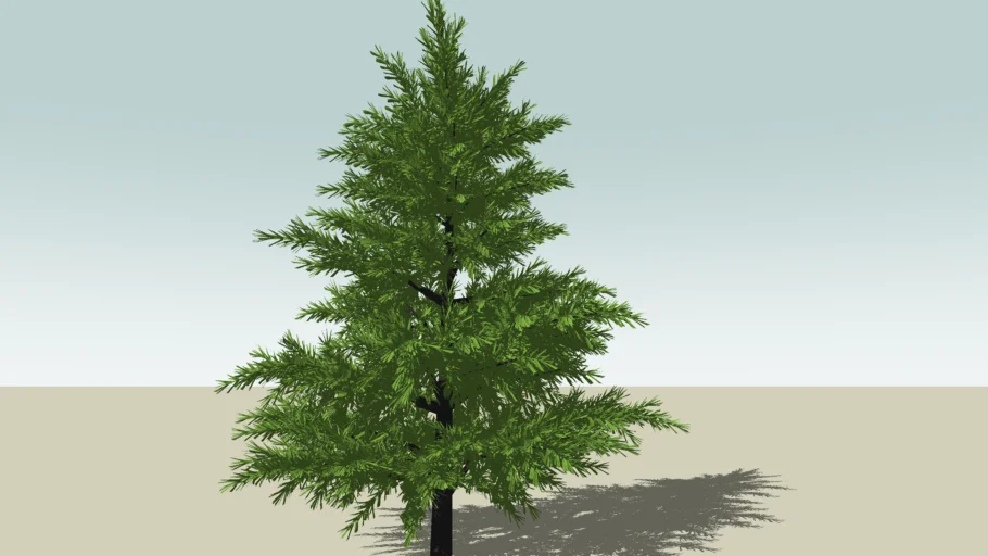 Pinus