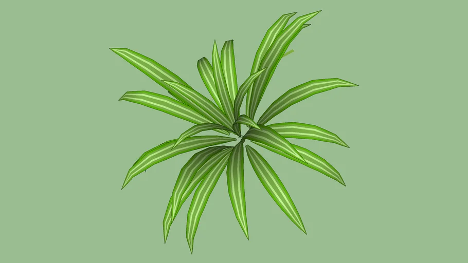 plante longues feuilles